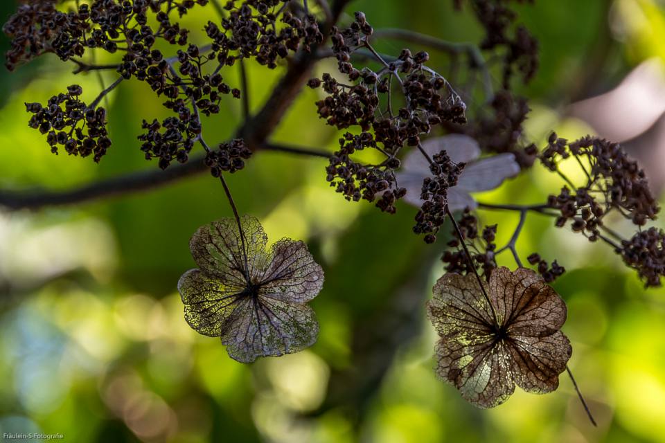 Botanischer Garten Halle Saale Fraulein S Fotografie