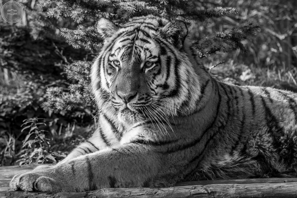 Sibirischer Tiger aus dem Zoo Aschersleben