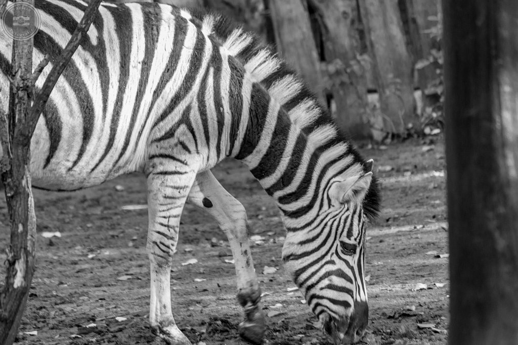 Zebra aus dem Zoo Aschersleben